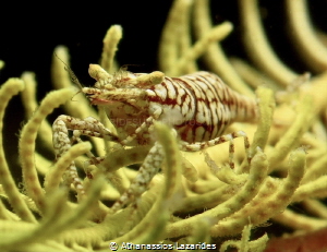 Yellow crinoid shrimp - Laomenes pardus from Bali 
 by Athanassios Lazarides 